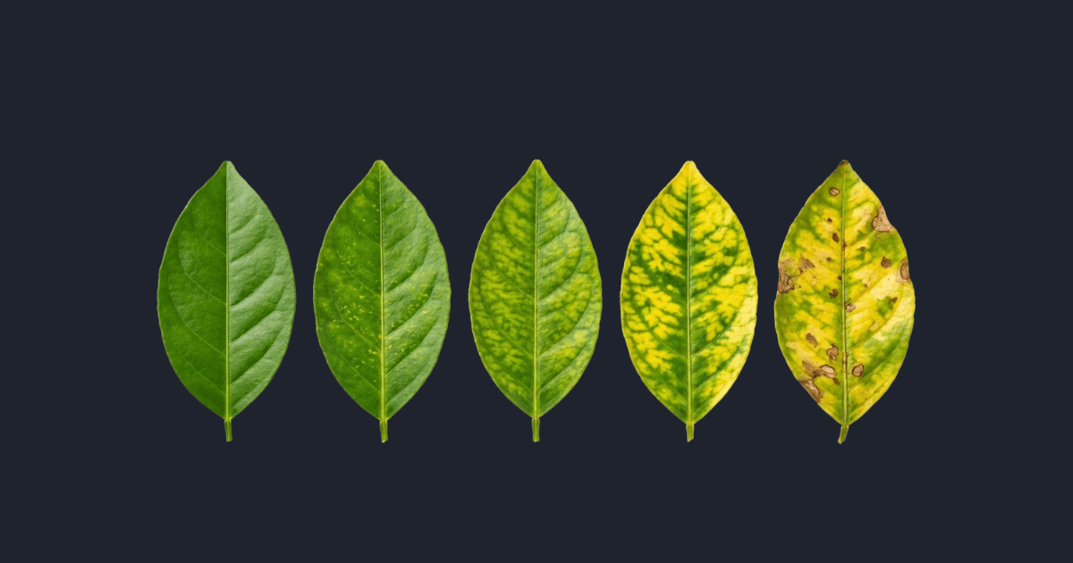 Five lemon tree leaves showing progressive CYVCV yellow vein clearing disease stages from healthy to necrotic, citrus disease identification guide