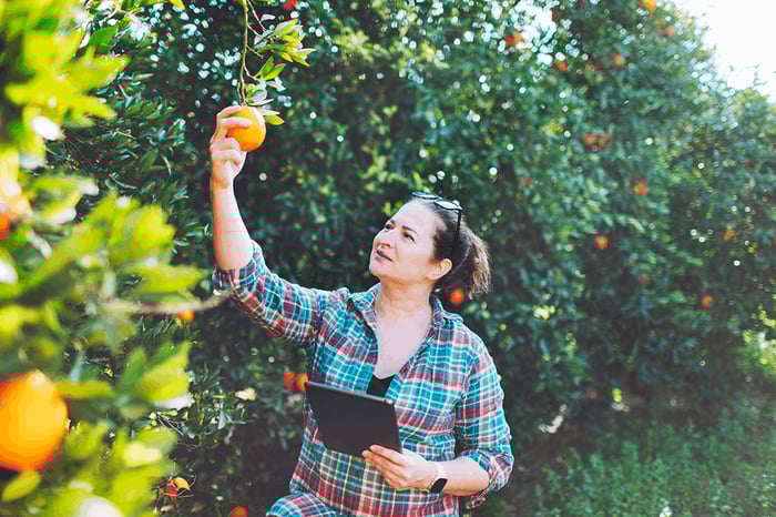 Cooperative technician using greenda platform to help their farm members and improve profits