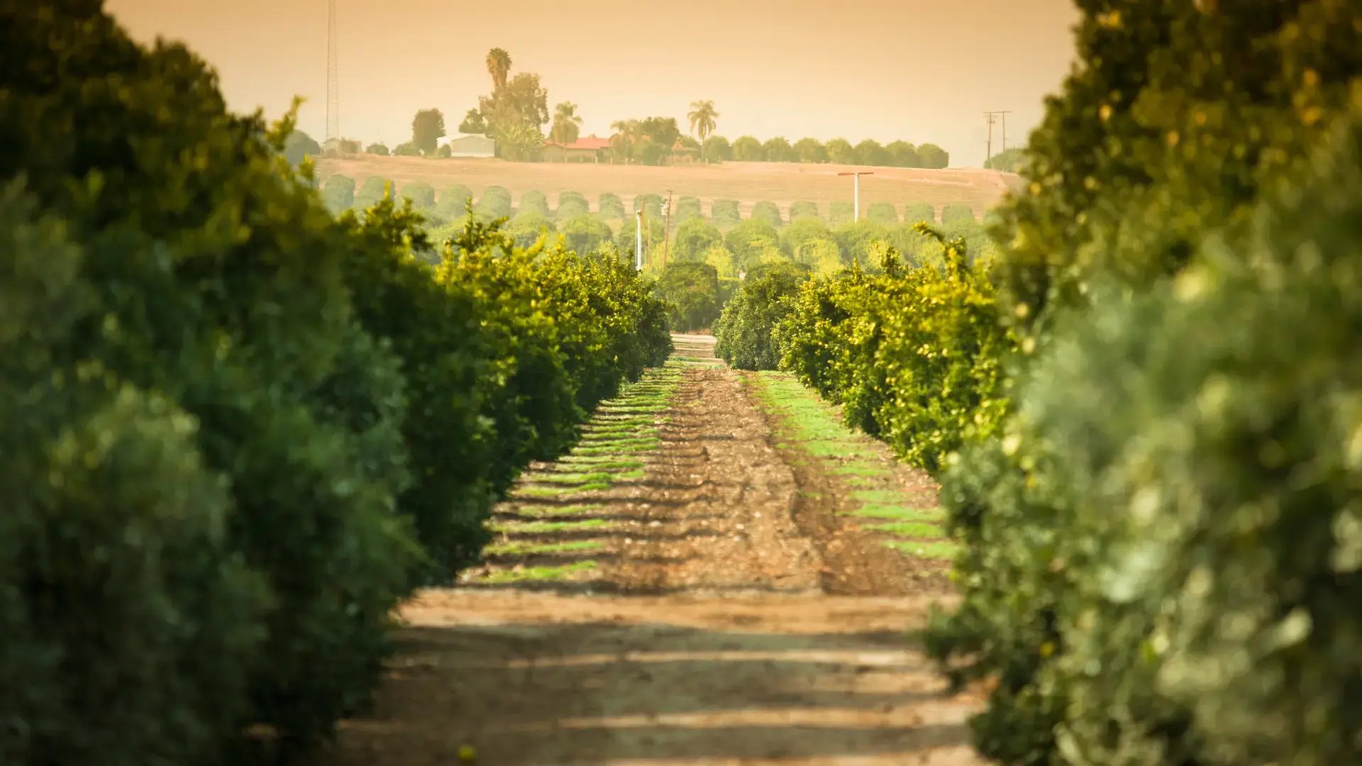 Citrus-field