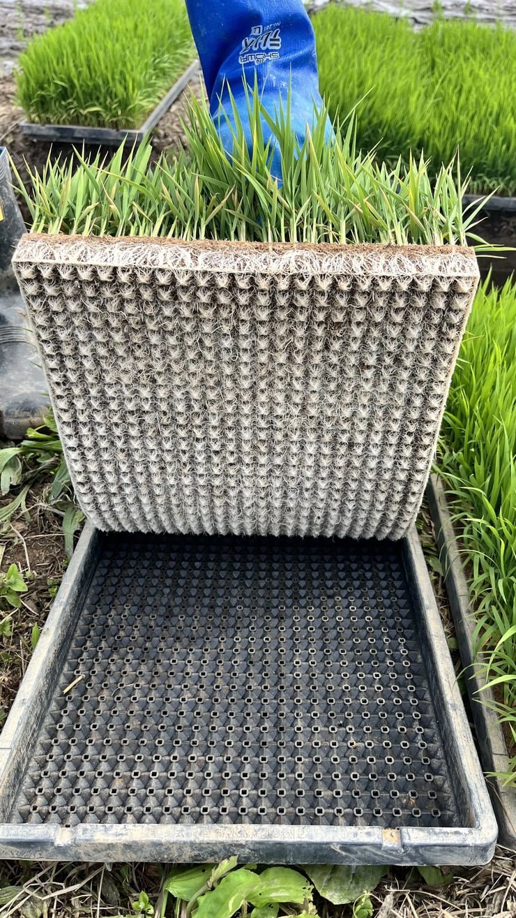 a seedling mat lifted from its nursery tray, roots woven into a living carpet (right). una alfombra de plántulas sacada de su bandeja de vivero, con las raíces entrelazadas formando una alfombra viva (a la derecha).