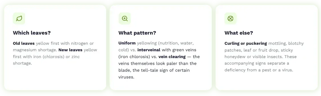 English infographic explaining how to diagnose lemon tree yellow leaves by identifying which leaves are affected, yellowing pattern and accompanying signs