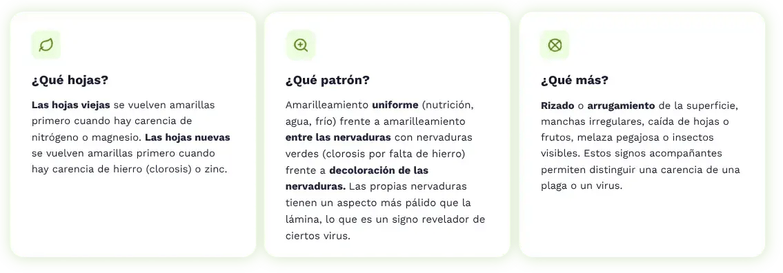 Infografía en español para diagnosticar el amarillamiento de hojas de limonero por patrón, hojas afectadas y signos acompañantes de plaga o virus