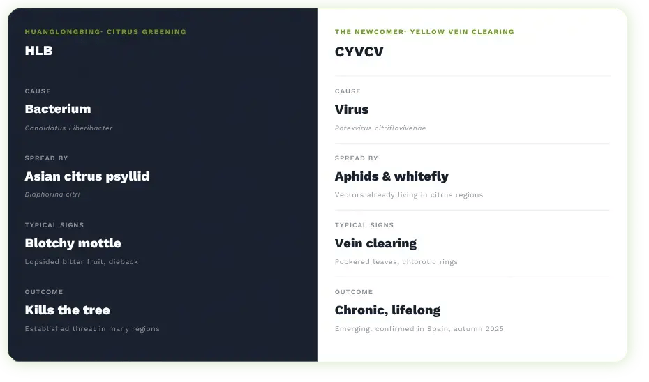 English comparison infographic of HLB citrus greening versus CYVCV yellow vein clearing disease: cause, spread, symptoms and outcome for lemon growers