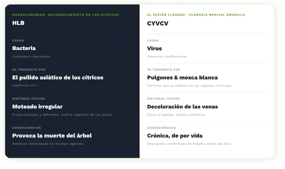 Infografía en español que compara HLB enverdecimiento de cítricos con CYVCV clorosis nervial amarilla confirmada en España en otoño 2025