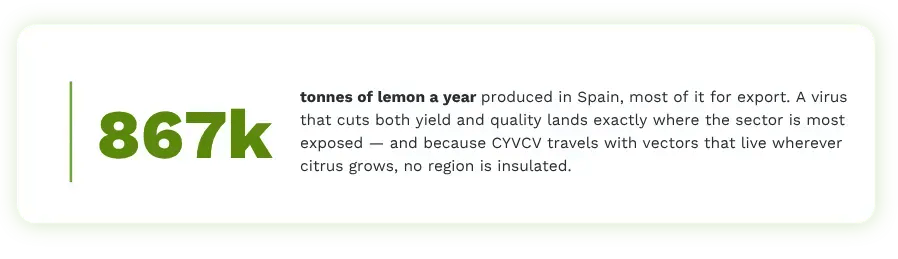 Statistic card showing Spain produces 867,000 tonnes of lemon annually for export, highlighting CYVCV virus threat to the entire citrus sector