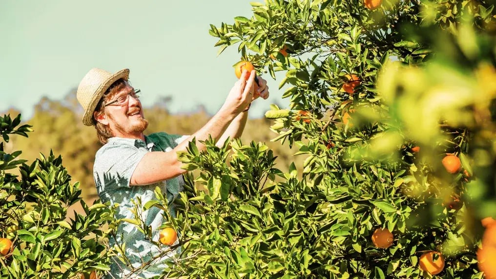 Grower examining a citrus leaf in the grove in natural light