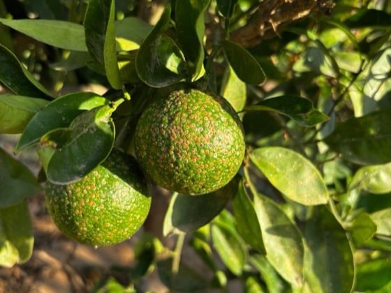 aonidiella-aurantii-1