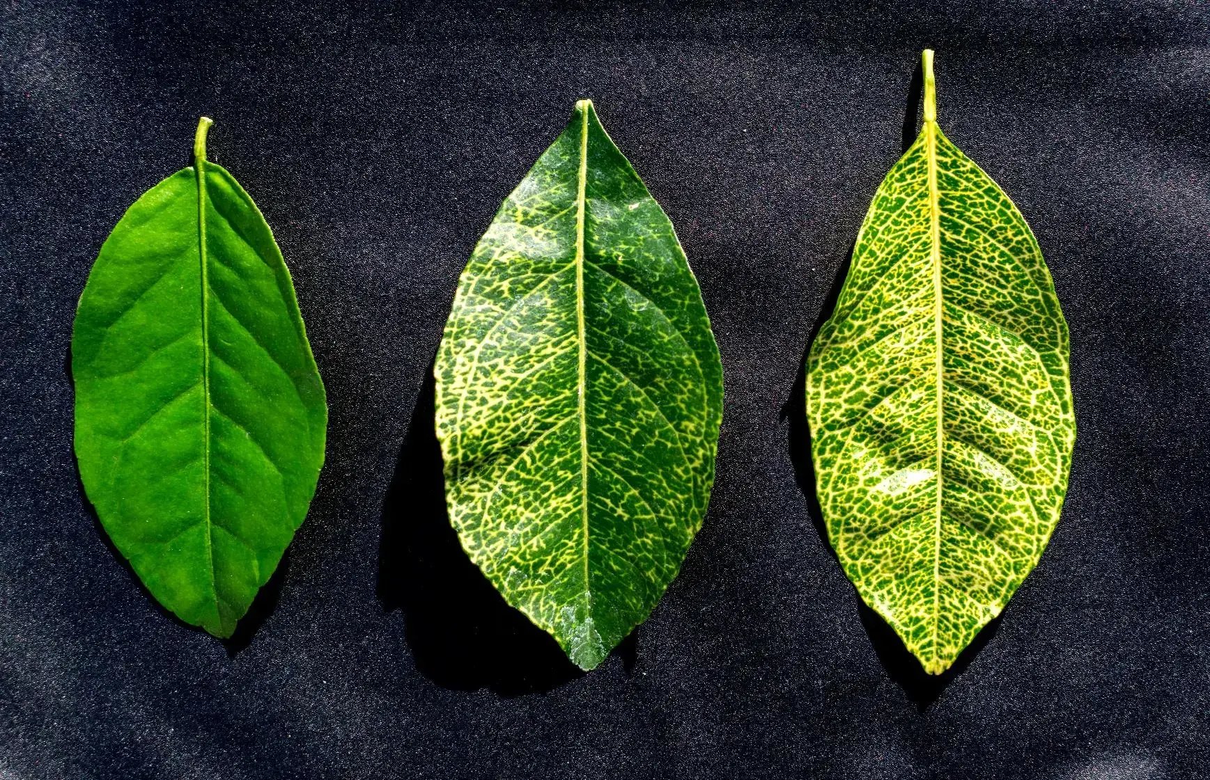 Three citrus lemon leaves comparing healthy green leaf with progressive interveinal chlorosis and CYVCV yellow vein clearing symptoms on dark background