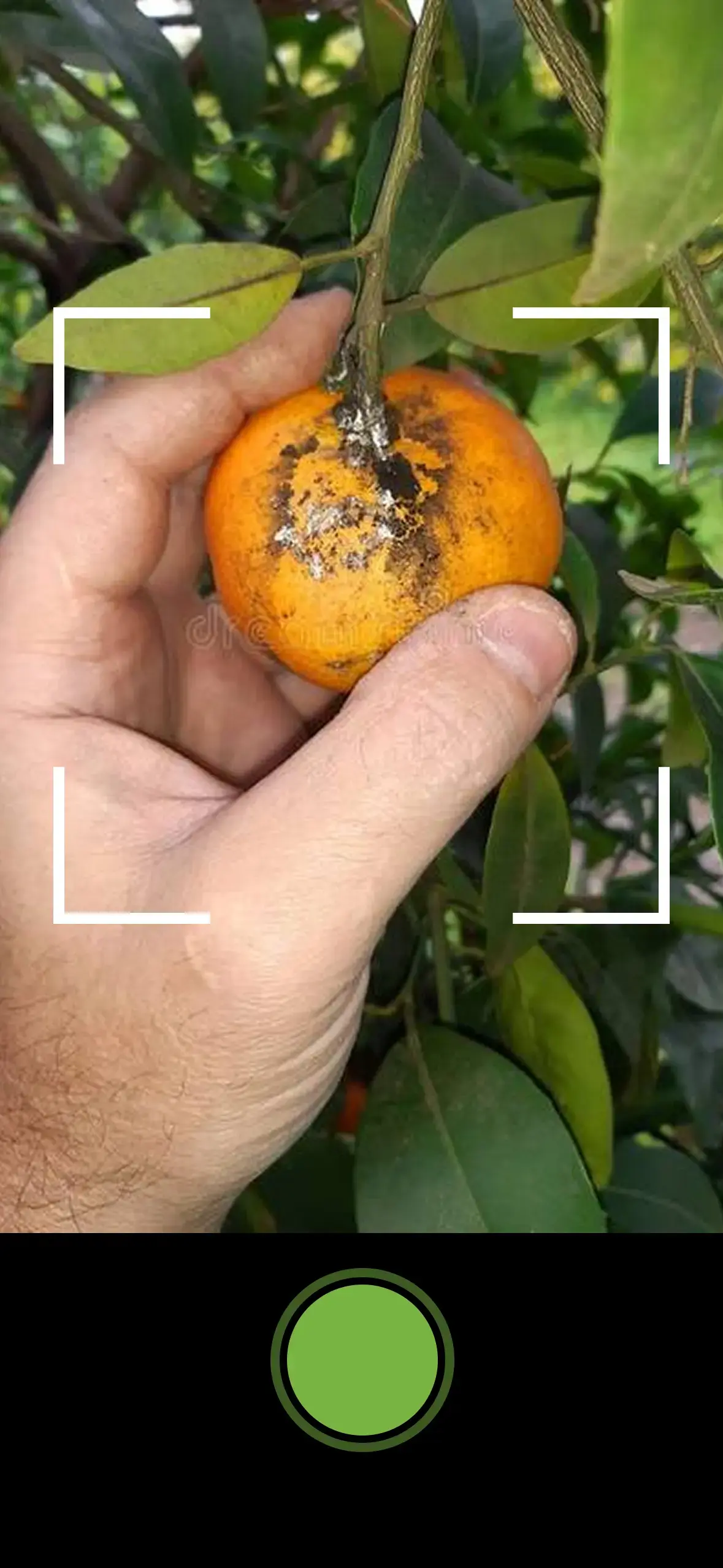 Farmer scanning pest issue in the plot citrus mealybug orange dark spots