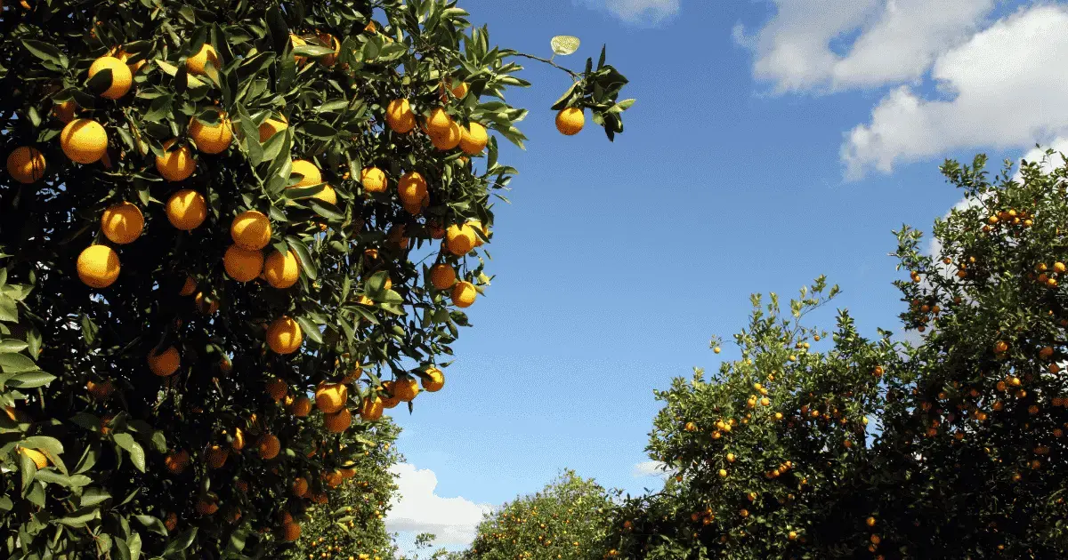 Sky view citrus farm by Greenda