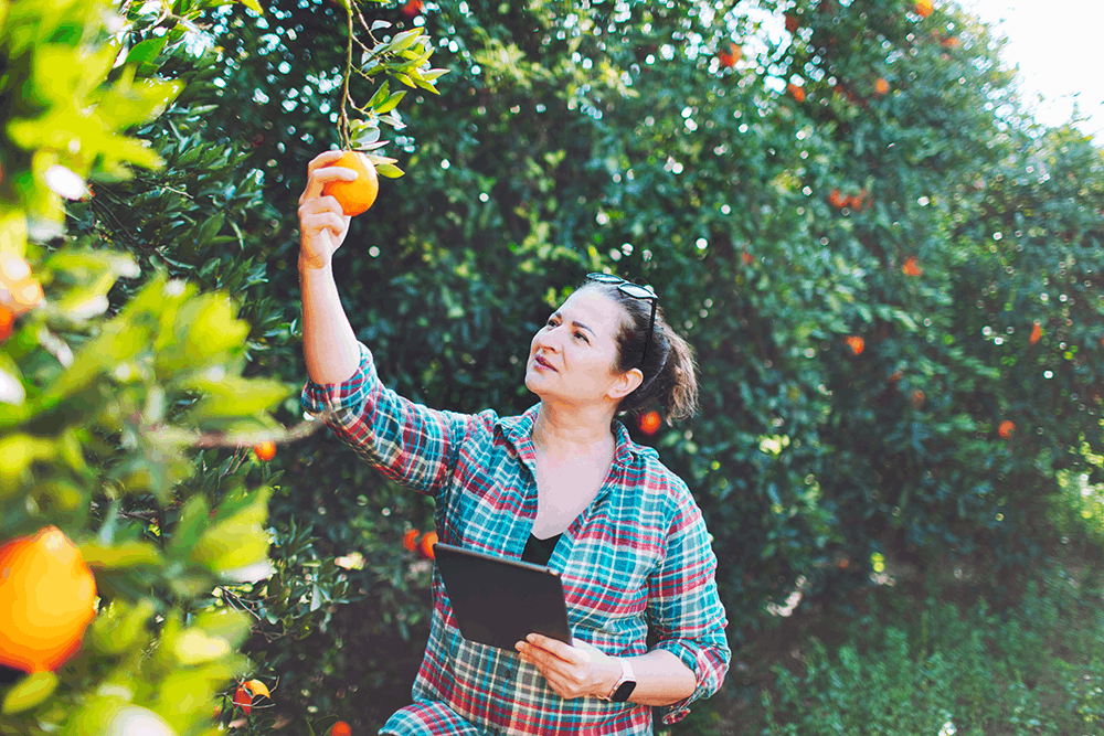 Cooperative technician using greenda platform to help their farm members and improve profits