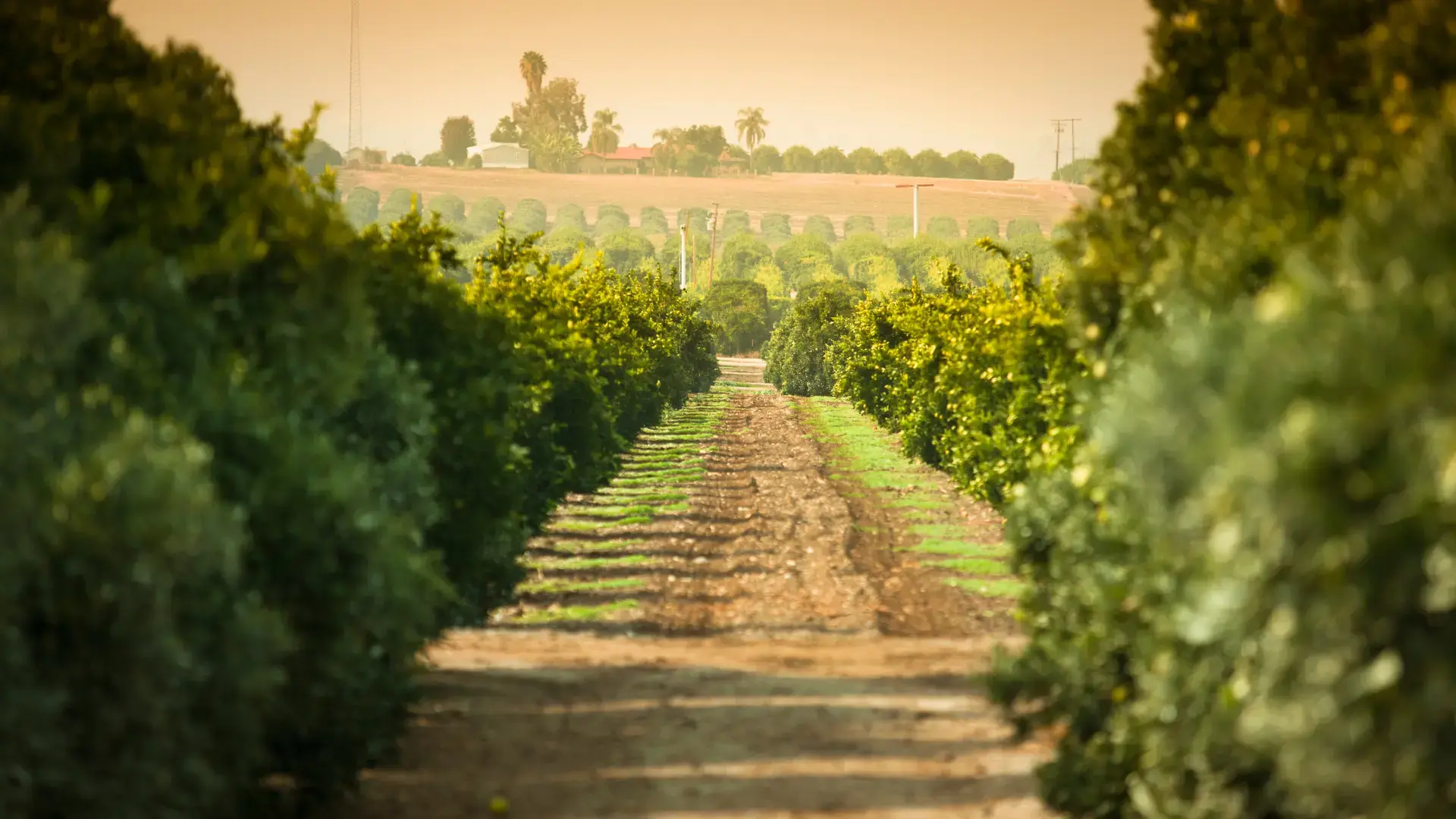 Greenda Citrus Tractors working between rows of a European citrus plantation, seen from above