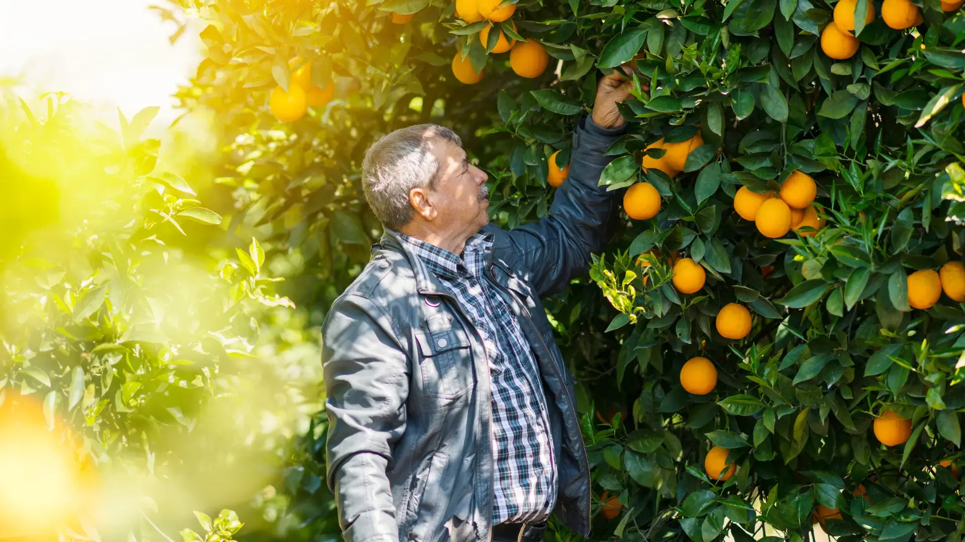 orange-farmer
