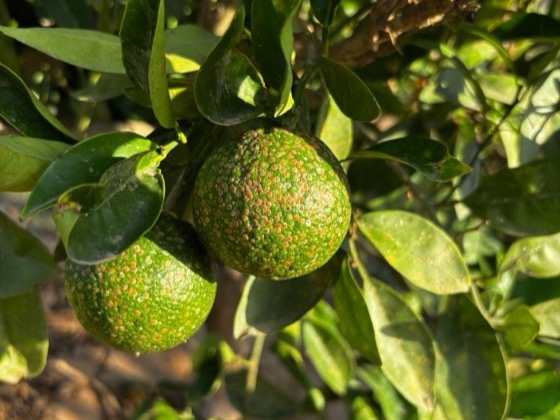 aonidiella-aurantii-1