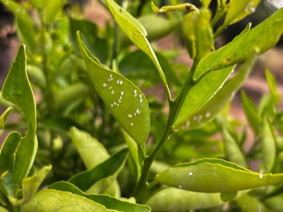 Citrus whitefly nymphs, small white specks, scattered across a young citrus flush