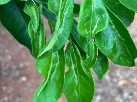 Curled and distorted young citrus leaves from thrips feeding