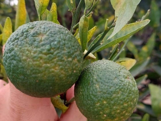 Spider mite damage: rough, russeted rind on green citrus fruit with mottled leaves
